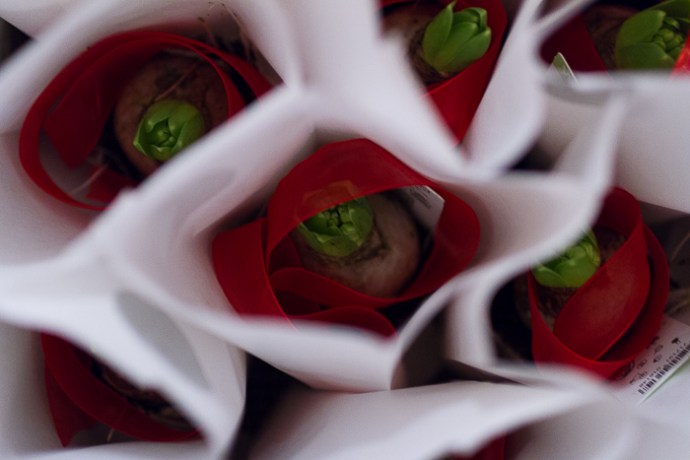 En hyacint som doftar